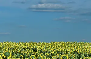 Ohio: Field of Sunflowers
