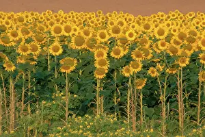 Kansas: Field of Sunflowers