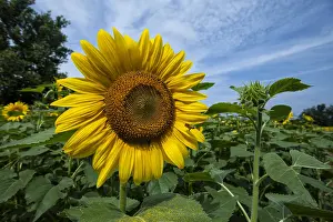 150617: Field of sunflowers