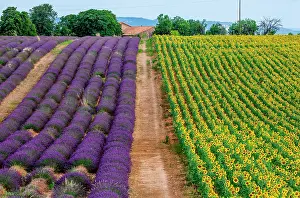 Villages: Field with sunflowers and a field with lavender