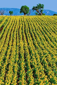 Lanes: Field of sunflowers (Helianthus annuus) against