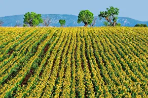 Lanes: Field of sunflowers (Helianthus annuus) against