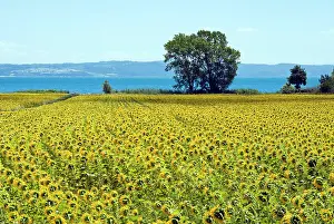 Lakefront: Field of sunflowers, Lake of Bolsena, Bolsena