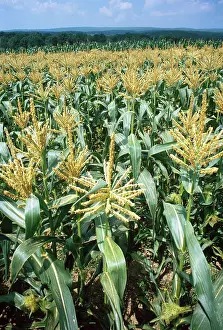 Foods: Field of Sweet Corn