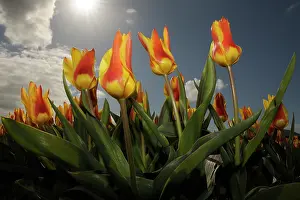 Flourish: Field of tulips close-up with backlight