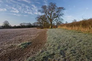 Margins: Field with uncultivated grassland boundary, plus