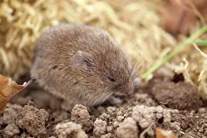 Microtus: Field Vole