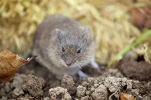 Microtus: Field Vole