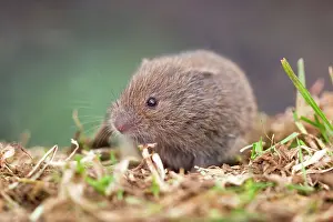 Microtus: Field Vole