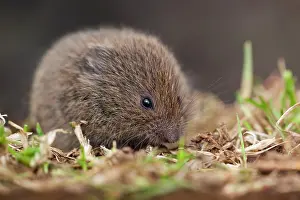 Microtus: Field Vole