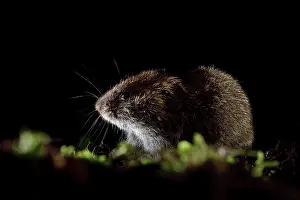 Microtus: Field Vole