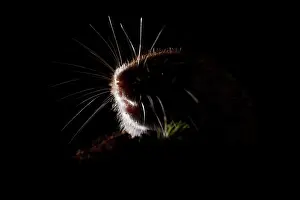 Microtus: Field Vole