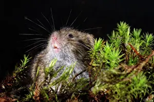 Microtus: Field Vole