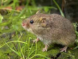 Groningen: Field Vole