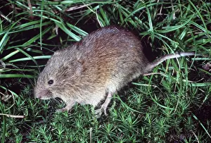 Vole: FIELD VOLE