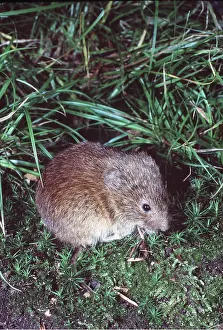 Voles: FIELD VOLE