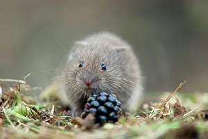 Blackberries: Field Vole - with blackberry