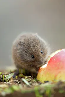 Microtus: Field Vole - eating apple
