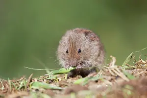 Microtus: Field Vole - eating grass