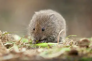 Microtus: Field Vole - eating grass