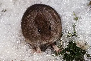 Voles: FIELD VOLE - in ice
