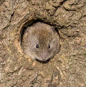 Vole: Field vole (Microtus agrestis) inside an old tree