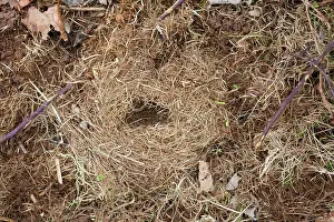 Microtus: Field Vole nest