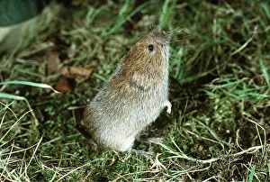 Scenting: FIELD VOLE - standing on back feet