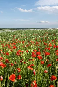 Papaver: Field with Waldviertel grey poppy, opium poppy (Papaver