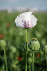 Papaver: Field with Waldviertel grey poppy, opium poppy (Papaver