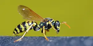 Paper: Field wasp (Polistes dominula), Germany, Europe