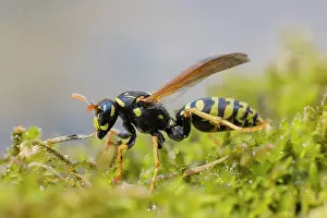 Apocrita: Field Wasp (Polistinae) on moss, Germany, Europe