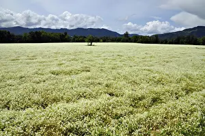 Acid: Field of White Meadowfoam