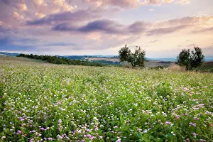 Pienza: Field of wildflowers at sunset near Pienza