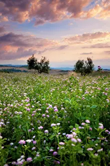 Pienza: Field of wildflowers at sunset near Pienza
