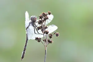 Campestris: Field Wood-rush