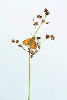 Calluna: Field Wood-rush
