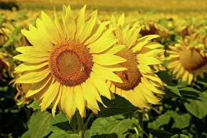 Petal: Field with yellow sunflower blossoms
