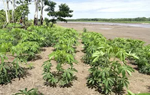 Amazonian: Field of Yuca (Manihot esculenta)