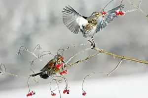 Fieldfares: Fieldfare - 2 feeding on Guelder Rose berries, winter