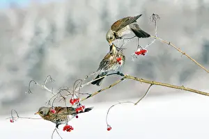 Fieldfares: Fieldfare - 3 feeding on Guelder Rose berries, winter
