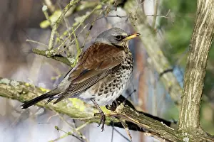 Fieldfares: Fieldfare