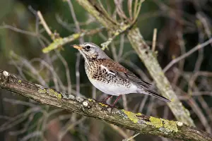 Fieldfares: Fieldfare