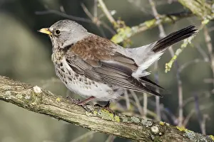 Fieldfares: Fieldfare