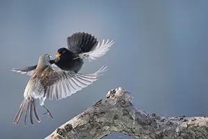 Fieldfare: Fieldfare