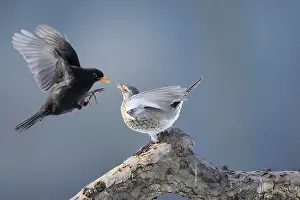 Fieldfare: Fieldfare