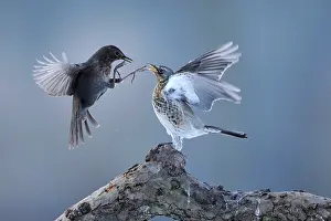 Fieldfare: Fieldfare