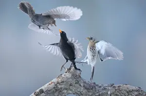 Fieldfare: Fieldfare