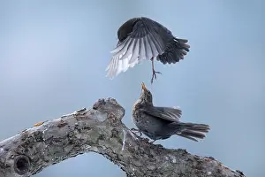 Fieldfare: Fieldfare
