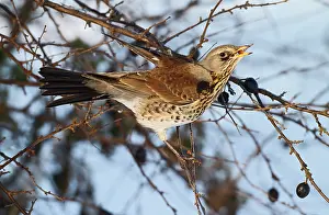 Blackthorn: Fieldfare